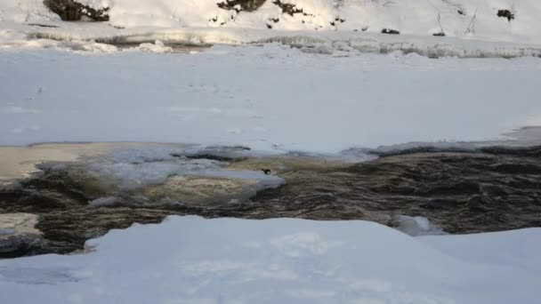 Zmrzlá Řeka Voda Tekoucí Pod Povrchem Ledu Dipper Bílým Hrdlem — Stock video