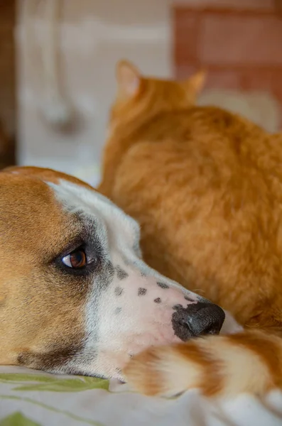 Porträtt Söt Röd Amerikansk Staffordshire Terrier Hund Och Röd Katt — Stockfoto