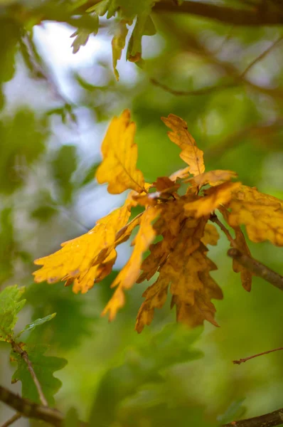 Gul Blad Med Solljus Suddig Bakgrund — Stockfoto