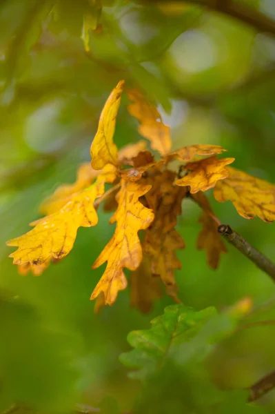 Желтый Дуб Листья Солнечным Светом Размытый Фон — стоковое фото