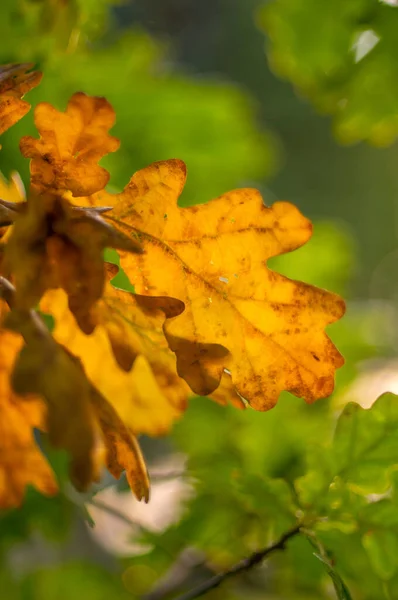 Gul Blad Med Solljus Suddig Bakgrund — Stockfoto