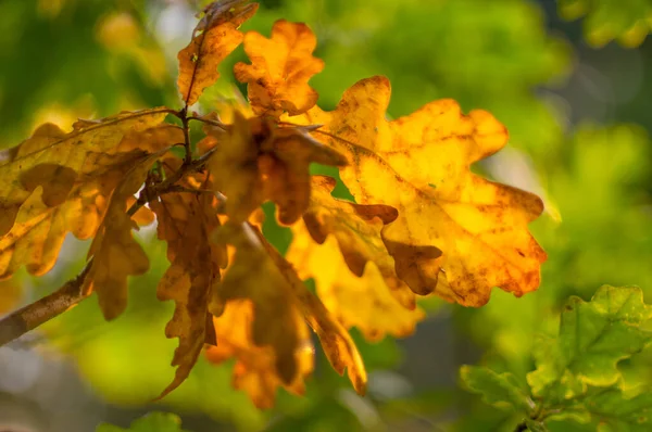 Gul Blad Med Solljus Suddig Bakgrund — Stockfoto