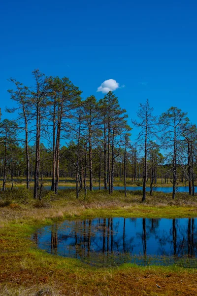 位于爱沙尼亚拉希马国家公园的维鲁博格湖中央的一个湖的景观 湖中松树的倒影 — 图库照片