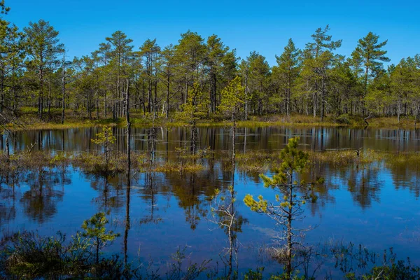 Pohled Jezero Uprostřed Viru Bog Který Nachází Národním Parku Lahemaa — Stock fotografie