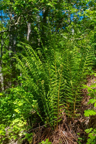 Bregne Planter Dækker Jorden Den Naturlige Skov Solrig Sommerdag - Stock-foto