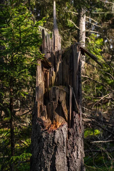 Grote Gebroken Boomstam Stomp Het Estse Bos Zonnige Zomerdag — Stockfoto