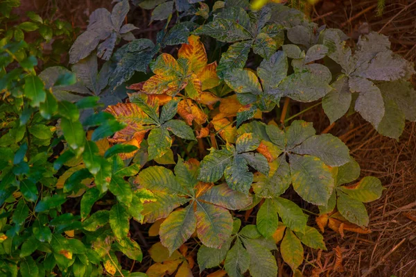 Желтые Зеленые Осенние Каштановые Листья Парке — стоковое фото