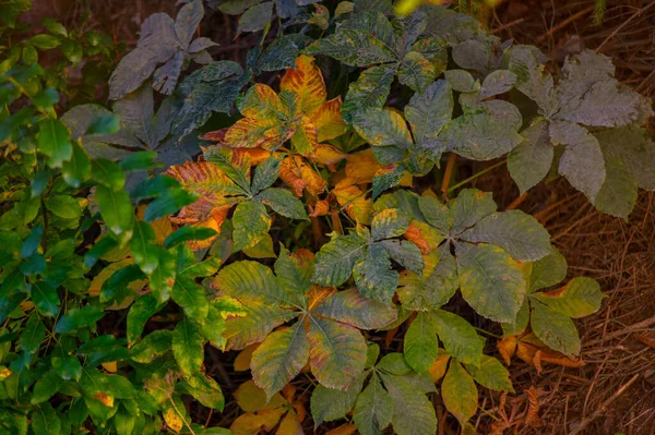 Hojas Castaño Otoño Amarillo Verde Parque — Foto de Stock