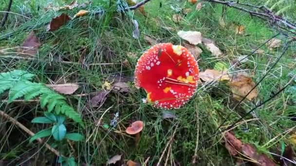 Gros Plan Champignon Venimeux Red Fly Agarics Dans Forêt — Video