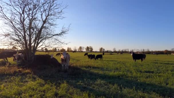 Vacas Prado Gelado Verde Início Manhã Outono Vídeo Rural Durante — Vídeo de Stock