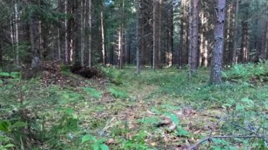 Amerikan Staffordshire Teriyeri güneşli bir bahar sabahı ormanda mutlu ve hızlı koşar. Köpek yeşil bir ormanda kameraya doğru koşuyor..