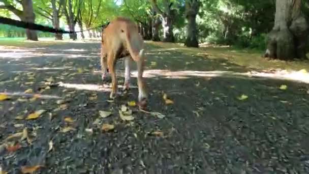 Paseando Con Perro Parque Otoño — Vídeo de stock