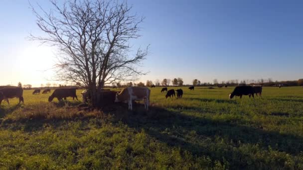 Kühe Auf Der Grünen Frostigen Wiese Frühen Herbstmorgen Ländliches Video — Stockvideo