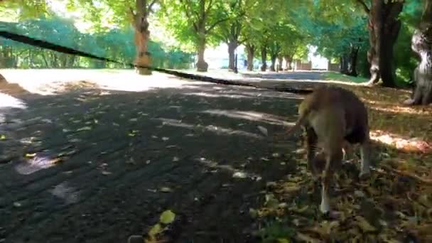 Sonbahar Parkında Bir Köpekle Yürümek — Stok video