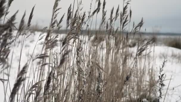 Сухое Море Пшеница Раскачивается Ветру Зимний Пейзаж — стоковое видео