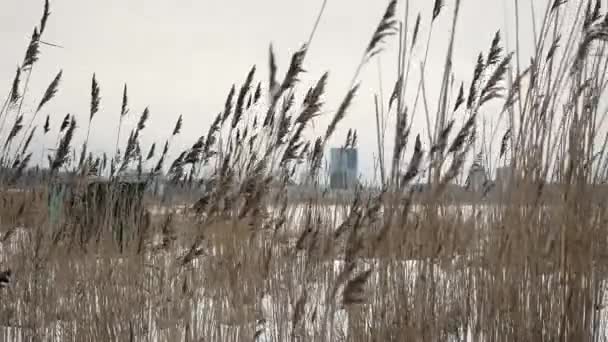 Trockener Seeweizen Der Wind Schwingt Winterlandschaft — Stockvideo