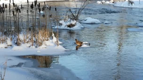 Mallard Duck Standing Cold River Cattails Shore — Stock Video