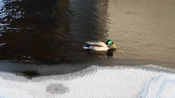 Кряква Утка Плавает Реке Холодный Зимний День — стоковое видео