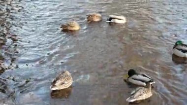 Kışın nehirde yüzen yaban ördeği sürüsü. Ördekler, nehrin dibinde yiyecek bulduklarında sırtlarını kaldırırlar..