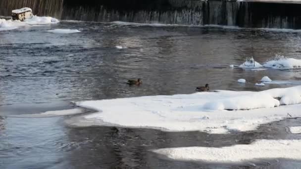 Paio Anatre Domestiche Nuotano Fiume Vicino Una Piccola Cascata Inverno — Video Stock