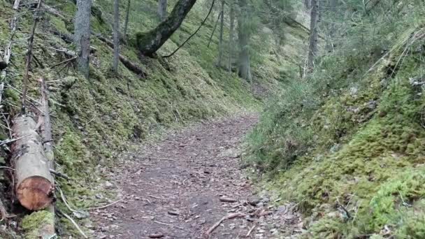 Wanderweg Zwischen Bemoosten Bergen Enger Feldweg Wald Zwischen Hügeln — Stockvideo