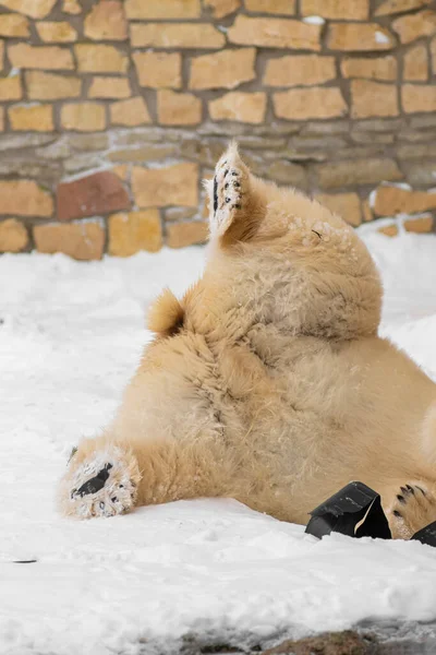 Niedźwiedź Polarny Ursus Maritimus Imieniu Rasputin Tallinie Zoo Bawiący Się — Zdjęcie stockowe