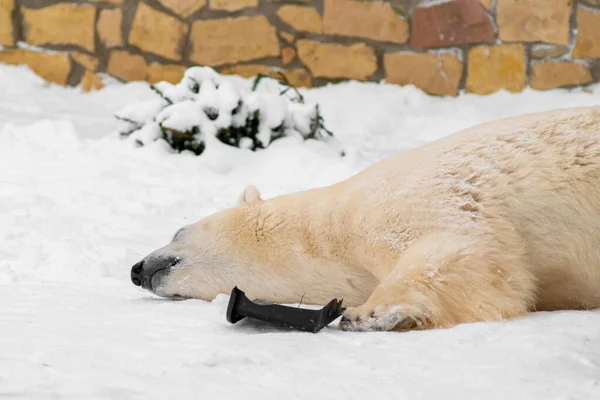 Білий Ведмідь Ursus Maritimus Распутін Талліннському Зоопарку Грає Своєю Іграшкою — стокове фото