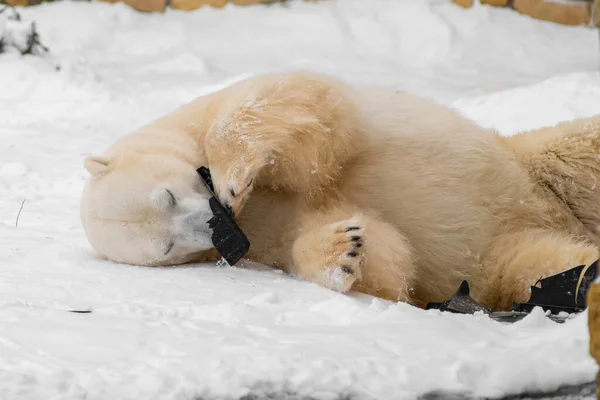 Polar Bear Ursus Maritimus Named Rasputin Tallinn Zoo Playing His — Stock Photo, Image