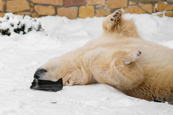 Polar Bear Ursus Maritimus Named Rasputin Tallinn Zoo Playing His — Stock Photo, Image