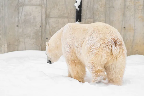 Білий Ведмідь Ursus Maritimus Названий Распутін Талліннському Зоопарку Естонія — стокове фото
