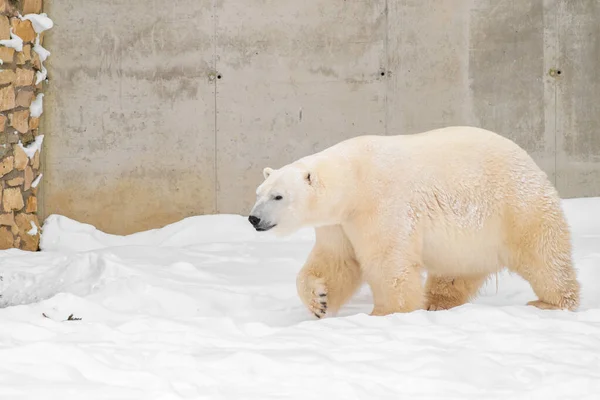 Білий Ведмідь Ursus Maritimus Названий Распутін Талліннському Зоопарку Естонія — стокове фото