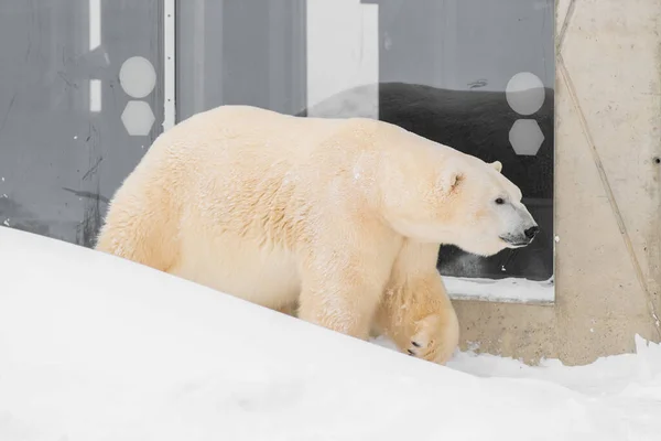 Ijsbeer Ursus Maritimus Genaamd Rasputin Tallinn Zoo Estland — Stockfoto