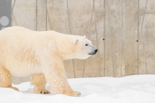 Urso Polar Ursus Maritimus Chamado Rasputin Tallinn Zoo Estónia — Fotografia de Stock