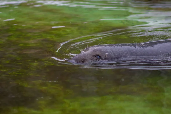 Eine Robbe Schwimmt Grünen Wasser Nur Eine Nase Mit Schnurrbart — Stockfoto
