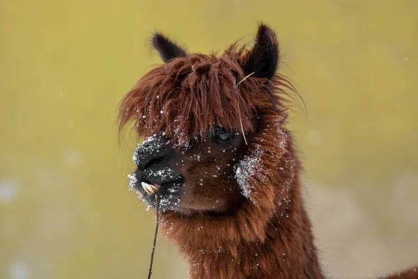 Portraitfoto Eines Braunen Lustigen Alpakas Weichen Fokus — Stockfoto