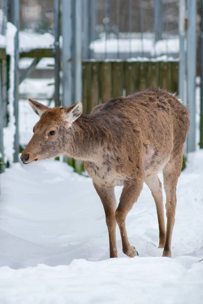 굴이라고 도하는 Cervus Canadensis Hanglu — 스톡 사진