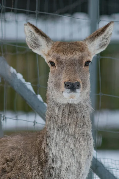 Retrato Cerca Ciervo Cachemira Cervus Canadensis Hanglu También Llamado Hangul — Foto de Stock