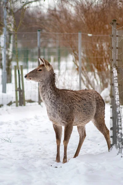 카슈미르 Kashmir Stag Cervus Canadensis Hanglu 굴이라고 도불린다 선택적 — 스톡 사진