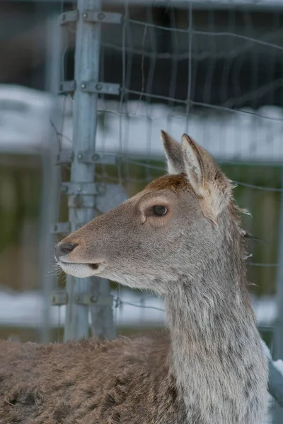 Retrato Cerca Ciervo Cachemira Cervus Canadensis Hanglu También Llamado Hangul — Foto de Stock