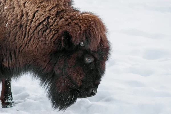 Збільшений Портрет Європейського Бізона Bison Bonasus Також Відомого Мудрий Або — стокове фото