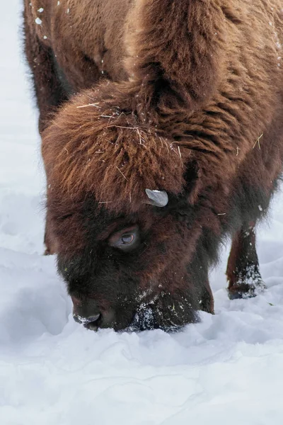 Збільшений Портрет Європейського Бізона Bison Bonasus Також Відомого Мудрий Або — стокове фото