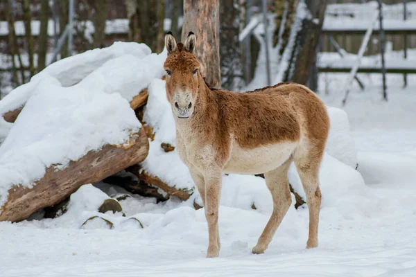 Portrait Turkmenian Wild Ass Kulan Cloudy Winter Day — Foto de Stock