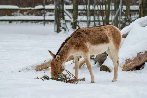 Portrait Turkmenian Wild Ass Kulan Cloudy Winter Day — Foto de Stock