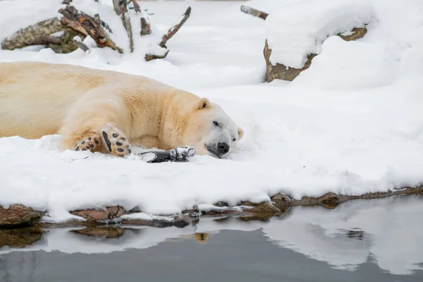 Polar Bear Ursus Maritimus Resting Snow His Toy Cloudy Winter — Stock Photo, Image