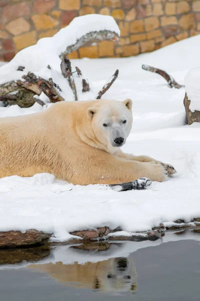 Polar Bear Ursus Maritimus Lying Snow His Tongue Out Cloudy — Stock Photo, Image