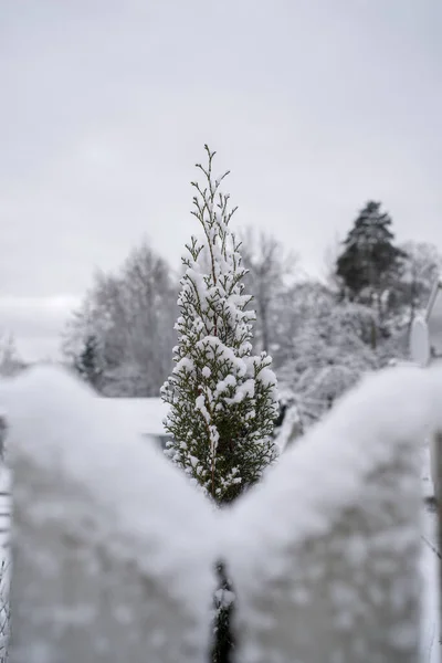 在一个非常寒冷的冬日早晨 冰冻的冬瓜被雪覆盖着 雪花飘落后的木制篱笆上的雪 — 图库照片