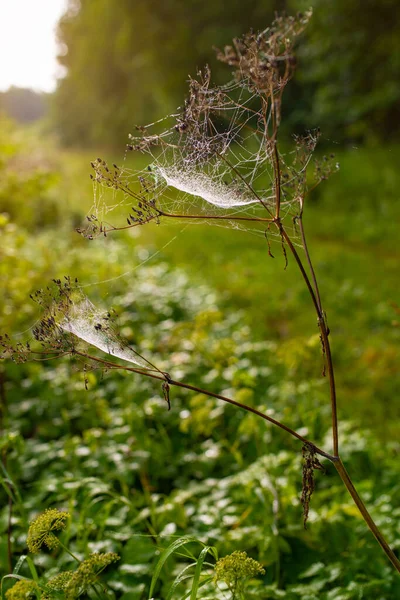Close up of spider cobweb made white by beautiful effect of morning Autumn dew the white web on the bush leaves.