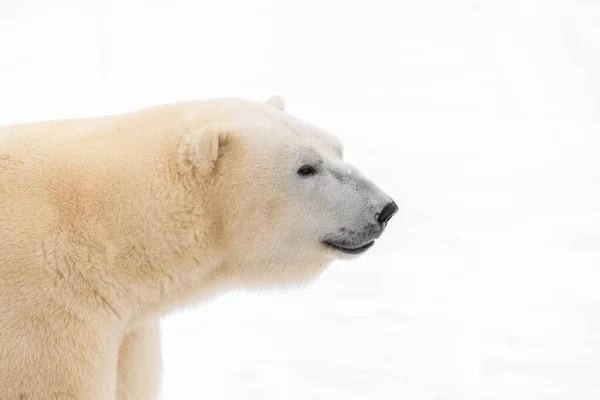 Close Winter Portrait Polar Bear Ursus Maritimus Named Rasputin Tallinn Royalty Free Stock Photos