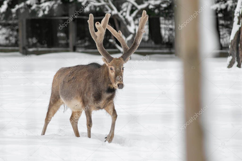 The Pere David's deer (Elaphurus davidianus), also known as the milu in Tallinn Zoo on a cloudy winter day.