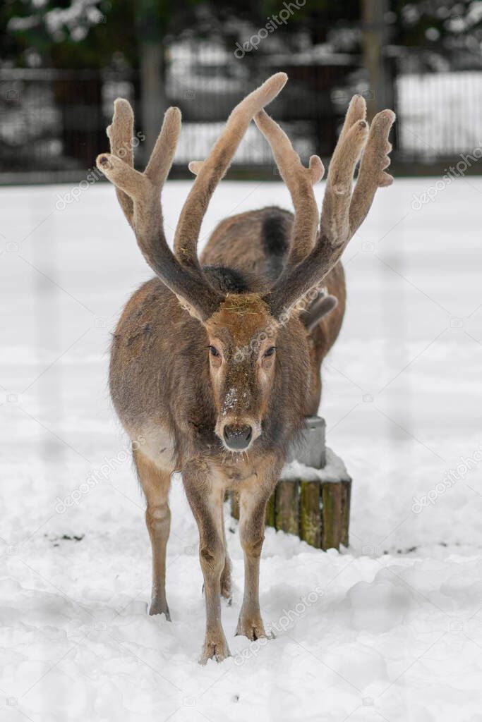 The Pere David's deer (Elaphurus davidianus), also known as the milu in Tallinn Zoo on a cloudy winter day.